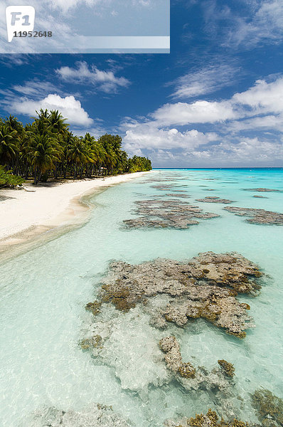 Weißer Sandstrand  Palmen und blaues Meer  Fakarava  Tuamotu-Archipel  Französisch-Polynesien