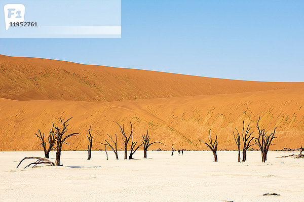 Tote Bäume  Deadvlei  Sossusvlei  Namib Naukluft Park  Namib Wüste  Namibia