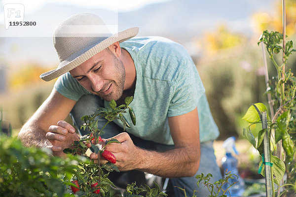 Junger Mann im Garten  untersucht Chilis an Pflanze