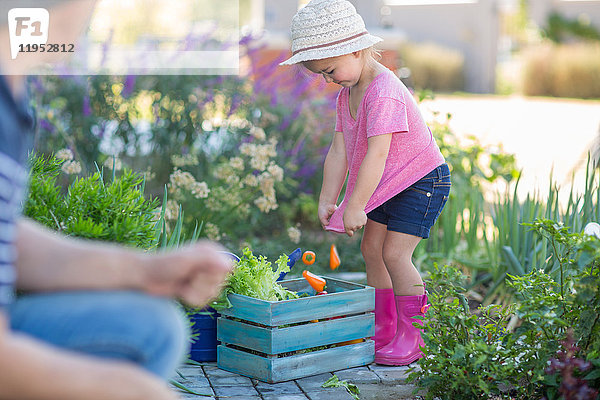 Vater und Tochter im Garten  Tochter legt geerntetes Gemüse in Holzkiste