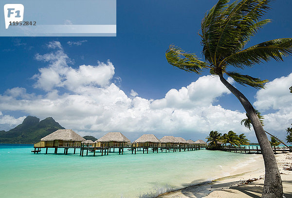 Palmen und Strandbad-Stelzenhäuser  Bora Bora  Französisch-Polynesien