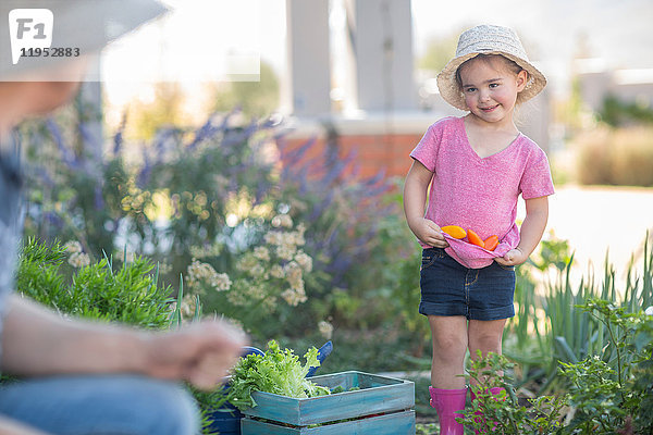 Vater und Tochter im Garten  Tochter sammelt Gemüse im T-Shirt