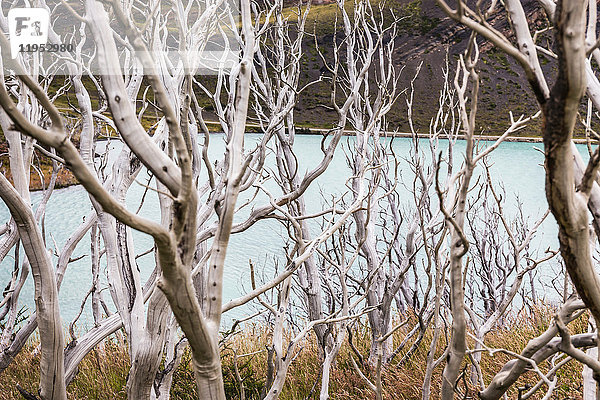 Erhöhter Blick durch kahle Bäume zum See  Torres del Paine Nationalpark  Chile