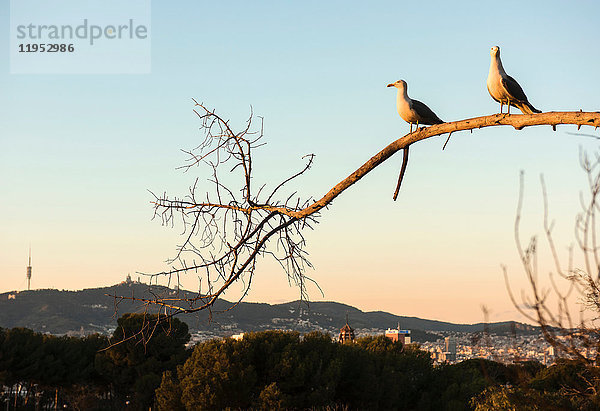 Zwei Möwen auf einem Ast mit weit entfernten Dächern  Barcelona  Spanien