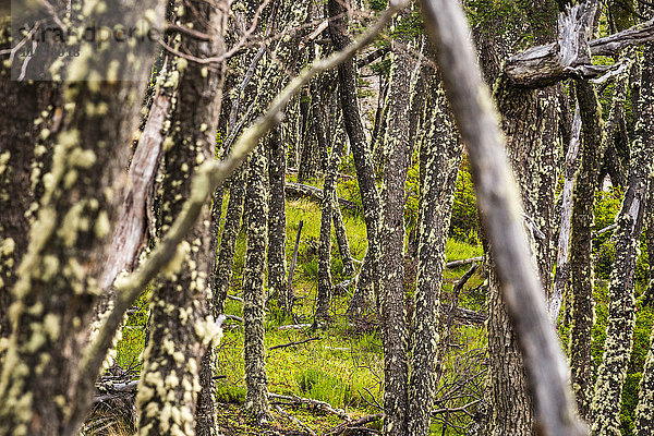 Flechte an Waldbaumstämmen im Los Glaciares-Nationalpark  Patagonien  Chile
