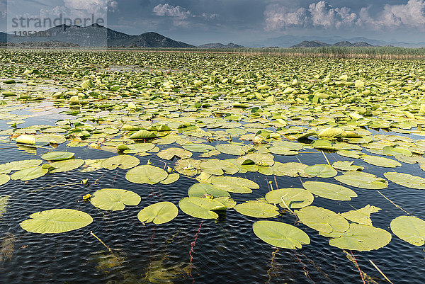 Lilypads  Skutarisee  Rijeka Crnojevica  Montenegro