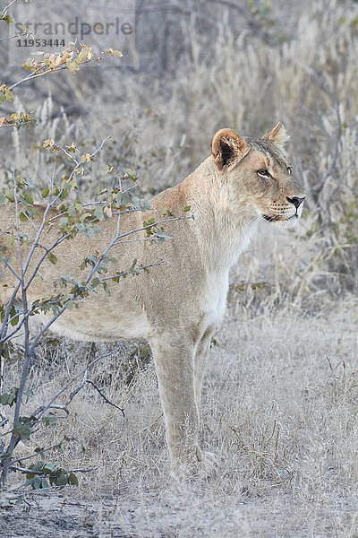 Löwe  Panthera leo  im Grasland stehend.