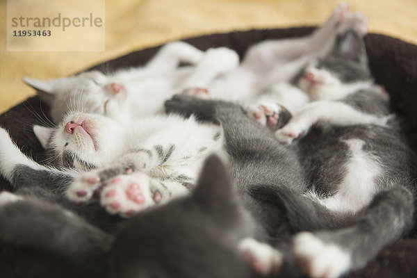 Ein Wurf grau-weißer Kätzchen schläft in einem kleinen Katzenbett.