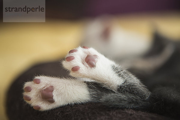 Ein kleines grau-weißes Kätzchen schläft  die Füße hängen über den Rand des Tierbetts.