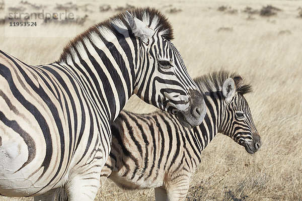Zwei Burchell's Zebras  Equus quagga burchellii  ein Erwachsener und ein Fohlen  im Grasland stehend.