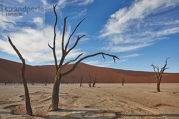 Kahle Bäume stehen vor einer Sanddüne.