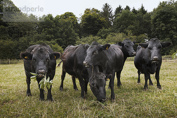 Kleine Herde von Dexter-Rindern auf einer Weide.