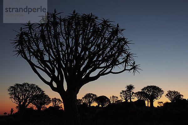 Hohe afrikanische Affenbrotbäume  Köcherbäume  Adansonia  Silhouetten in der Abenddämmerung in Keetmanshoop.
