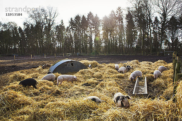 Gloucester Old Spot Schweine in einem offenen Feldstall mit frischem Stroh und Metall-Schweinebögen als Unterstand.