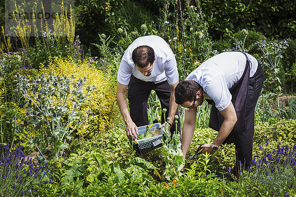 Zwei Männer stehen in einem Gemüsegarten und pflücken Pflanzen.