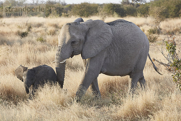 Zwei afrikanische Elefanten  Loxodonta africana  ein erwachsener und ein junger Elefant  die im Grasland spazieren gehen.