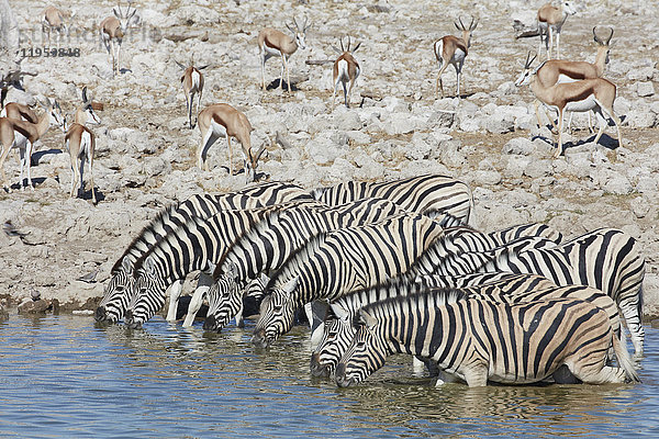 Burchell's Zebra  Equus quagga burchellii  und ein Springböckchen  Antidorcas marsupialis  die in einer Wasserstelle stehen und trinken.
