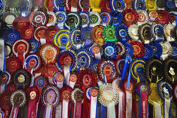 Großformatige Nahaufnahme einer großen Ausstellung von Siegerrosetten  Wettbewerbsauszeichnungen in verschiedenen Farben. Sportwettbewerbe oder Schautierauszeichnungen.