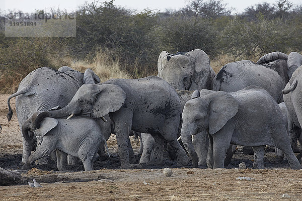 Herde afrikanischer Elefanten  Loxodonta africana  die an einer Wasserstelle im Grasland stehen.