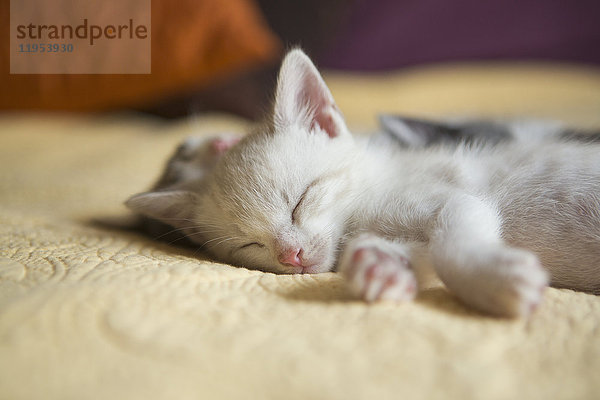 Ein kleines grau-weißes Kätzchen liegt schlafend auf einem Bett.