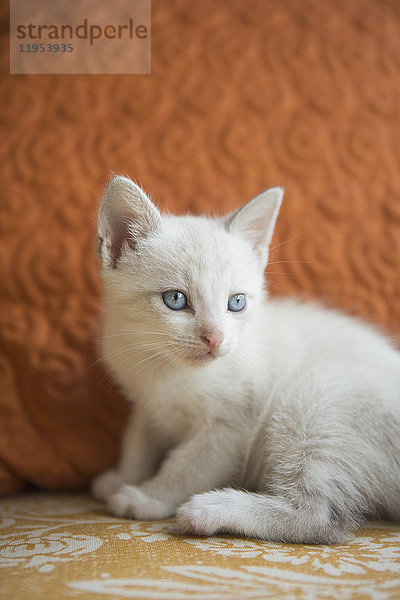 Ein kleines weißes Kätzchen mit blauen Augen.