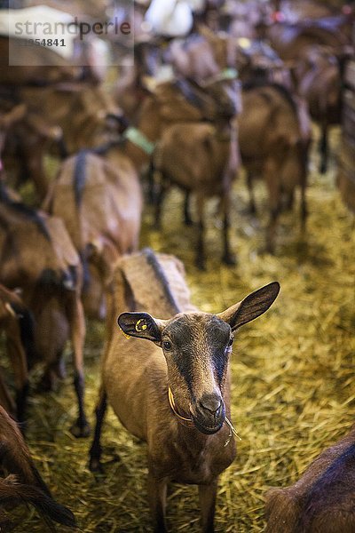 Reportage über eine Ziegenhirtin  Noemie  in Haute-Savoie  Frankreich. Noemie hat den Hof ihrer Familie übernommen und hält eine Herde von 75 Milchziegen. Sie wird zweimal am Tag gemolken  morgens und abends. Zwischen dem Melken verarbeitet Noemie die Milch zu verschiedenen Milchprodukten (Käse  Joghurt  Flan) und kümmert sich um die Belieferung ihrer Kunden. Noemie würde gerne auf biologische Landwirtschaft umstellen  sie füttert ihre Ziegen mit biologischem Getreide und erfüllt die geforderten Kriterien  aber das Problem bei dieser Umstellung liegt in der Wahl der Ziegen. Um Ziegen zu haben  die genügend Milch produzieren  benutzt sie einen Besamungsautomaten  der alle Ziegen gleichzeitig besamt. Dazu verabreicht Noemie den Ziegen ein Hormon  um den Zeitpunkt der Brunst festzulegen  aber das schließt ihren Betrieb von der Bio-Zertifizierung aus.