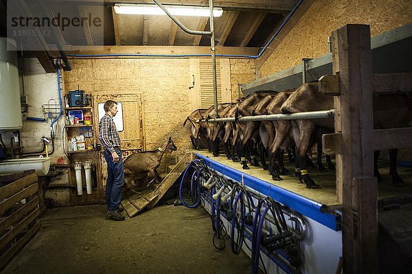 Reportage über eine Ziegenhirtin  Noemie  in Haute-Savoie  Frankreich. Noemie hat den Hof ihrer Familie übernommen und hält eine Herde von 75 Milchziegen. Sie wird zweimal am Tag gemolken  morgens und abends. Zwischen dem Melken verarbeitet Noemie die Milch zu verschiedenen Milchprodukten (Käse  Joghurt  Flan) und kümmert sich um die Belieferung ihrer Kunden. Noemie würde gerne auf biologische Landwirtschaft umstellen  sie füttert ihre Ziegen mit biologischem Getreide und erfüllt die geforderten Kriterien  aber das Problem bei dieser Umstellung liegt in der Wahl der Ziegen. Um Ziegen zu haben  die genügend Milch produzieren  benutzt sie einen Besamungsautomaten  der alle Ziegen gleichzeitig besamt. Dazu verabreicht Noemie den Ziegen ein Hormon  um den Zeitpunkt der Brunst festzulegen  aber das schließt aus  dass ihr Betrieb als biologisch zertifiziert werden kann. Ihr Partner hilft auf dem Hof mit.