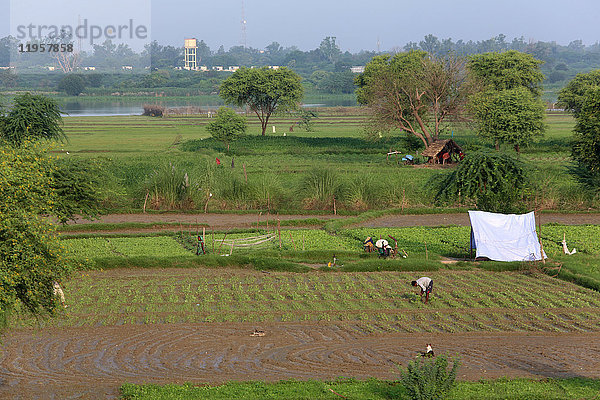 Gemüseanbau in Rawal  Uttar Pradesh  Indien  Asien