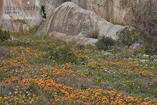Orange  lila  weiße und gelbe Wildblumen  West Coast National Park  Südafrika  Afrika