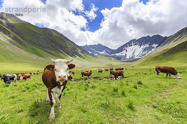 Weidende Kühe im Malatra-Tal  Ferret-Tal  Courmayeur  Aosta-Tal  Italien  Europa