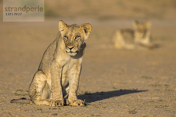 Junge Löwen (Panthera leo)  Kgalagadi Transfrontier Park  Nordkap  Südafrika  Afrika