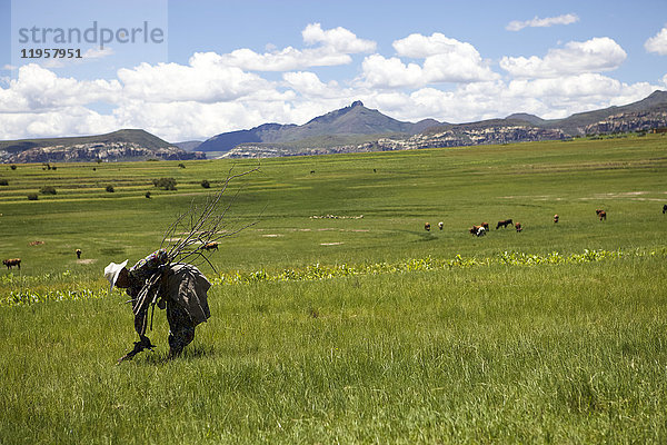 Eine Frau sammelt Brennholz im ländlichen Lesotho  Afrika