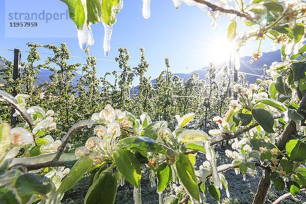Nahaufnahme von mit Eis bedeckten Apfelplantagen im Frühling  Villa von Tirano  Provinz Sondrio  Valtellina  Lombardei  Italien  Europa