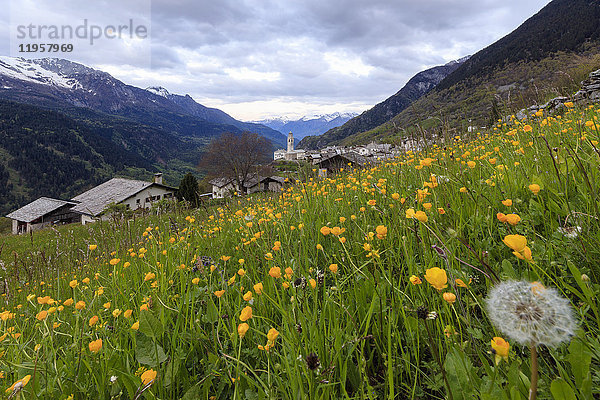 Die ersten Lichter der Morgendämmerung auf einer gelben Blumenwiese  Soglio  Maloja  Bergell  Engadin  Kanton Graubünden  Schweiz  Europa