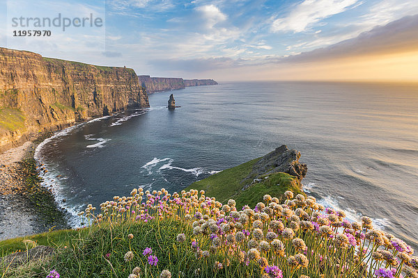 Cliffs of Moher bei Sonnenuntergang  mit Blumen im Vordergrund  Liscannor  Grafschaft Clare  Provinz Munster  Republik Irland  Europa