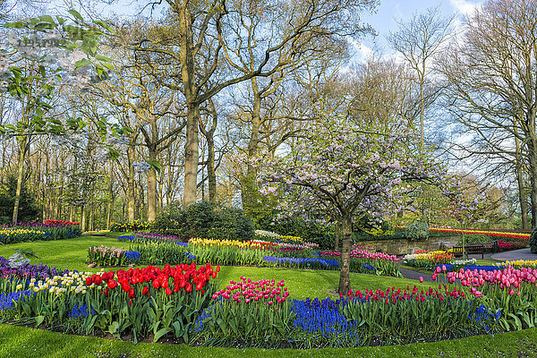 Blumengarten mit blühenden bunten Tulpen  Keukenhof Gärten  Lisse  Südholland  Niederlande  Europa