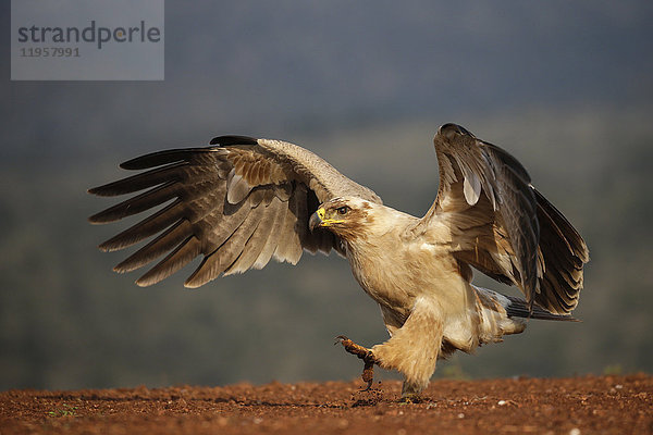 Schreiseeadler (Aquila rapax)  Zimanga Private Game Reserve  KwaZulu-Natal  Südafrika  Afrika