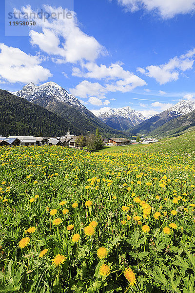 Gelbe Blumen umrahmt von schneebedeckten Gipfeln um das Dorf Guarda  Innkreis  Engadin  Kanton Graubünden  Schweiz  Europa
