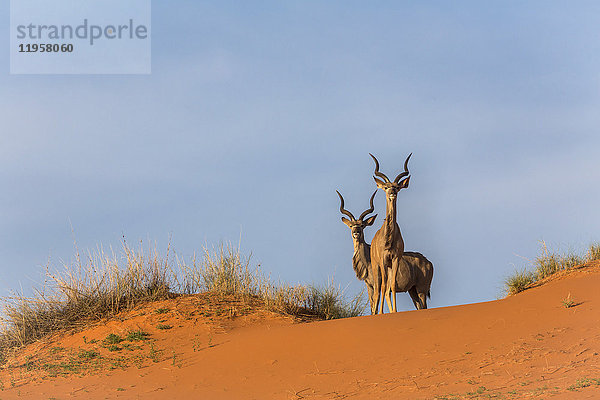 Großer Kudu (Tragelaphus strepsiceros) auf Dünen  Kgalagadi Transfrontier Park  Nordkap  Südafrika  Afrika