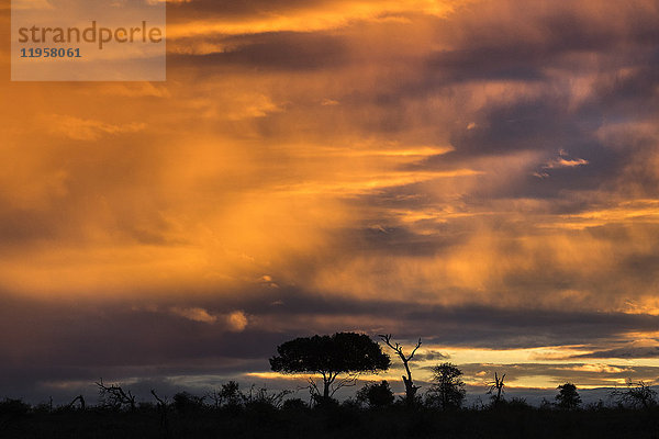 Sonnenuntergang über dem Kruger-Nationalpark  Südafrika  Afrika