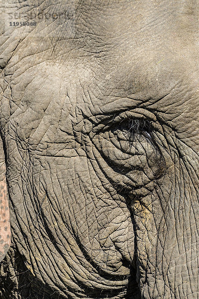Indischer Elefant (Elephas maximus indicus) Porträt  Kaziranga National Park  Assam  Indien  Asien