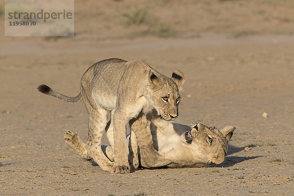 Junge Löwen (Panthera leo) beim Spielen  Kgalagadi Transfrontier Park  Nordkap  Südafrika  Afrika