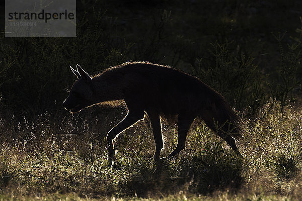 Braune Hyäne (Hyaena brunnea)  Kgalagadi Transfrontier Park  Nordkap  Südafrika  Afrika