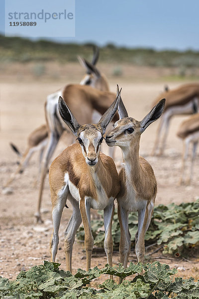 Junger Springbock (Antidorcas marsupialis)  Kgalagadi Transfrontier Park  Nordkap  Südafrika  Afrika