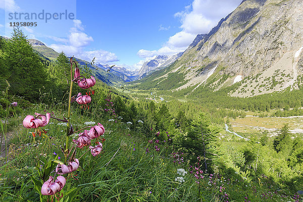 Blühende Lilien im Val Ferret (Ferrettal)  Courmayeur  Aostatal  Italien  Europa