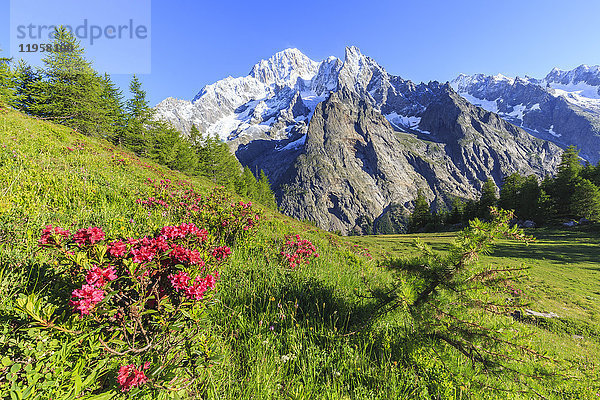 Blühende Rhododendren vor dem Mont Blanc  Venytal  Courmayeur  Aostatal  Italien  Europa