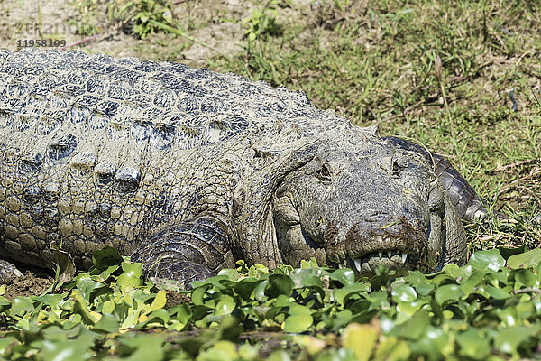 Sumpfkrokodil (Crocodylus palustris) an einem Flussufer  Chitwan-Nationalpark  UNESCO-Welterbe  Nepal  Asien