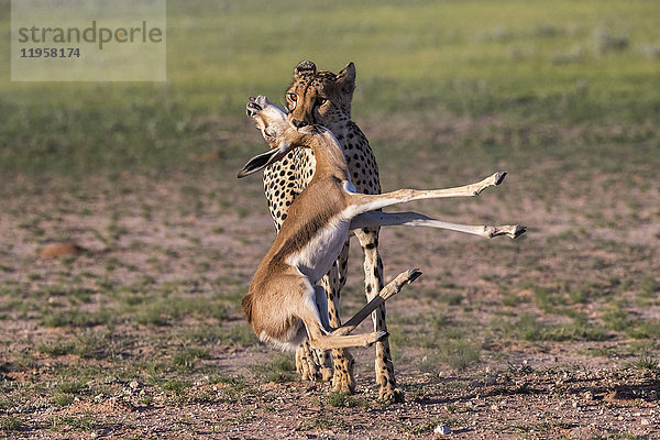 Gepard (Acinonyx jubatus) mit erlegtem Springbockkalb  Kgalagadi Transfrontier Park  Nordkap  Südafrika  Afrika