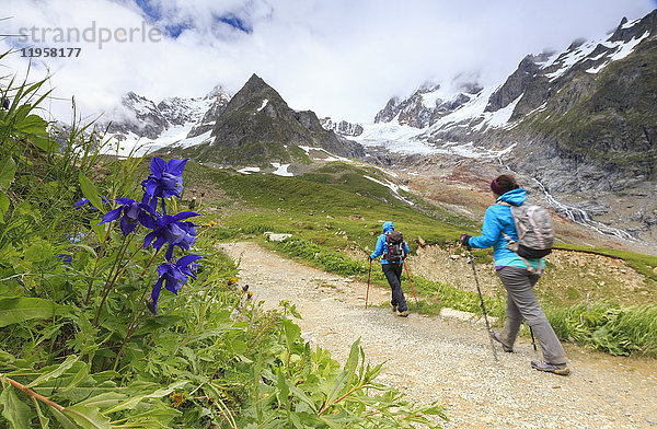 Transit von Wanderern mit Aquilegia-Blüten im Vordergrund  Elisabetta-Hütte  Veny-Tal  Courmayeur  Aostatal  Italien  Europa