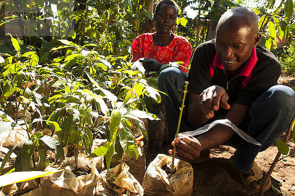 Ein männlicher Bauer veredelt Orangen- und Zitronenbäume  Uganda  Afrika